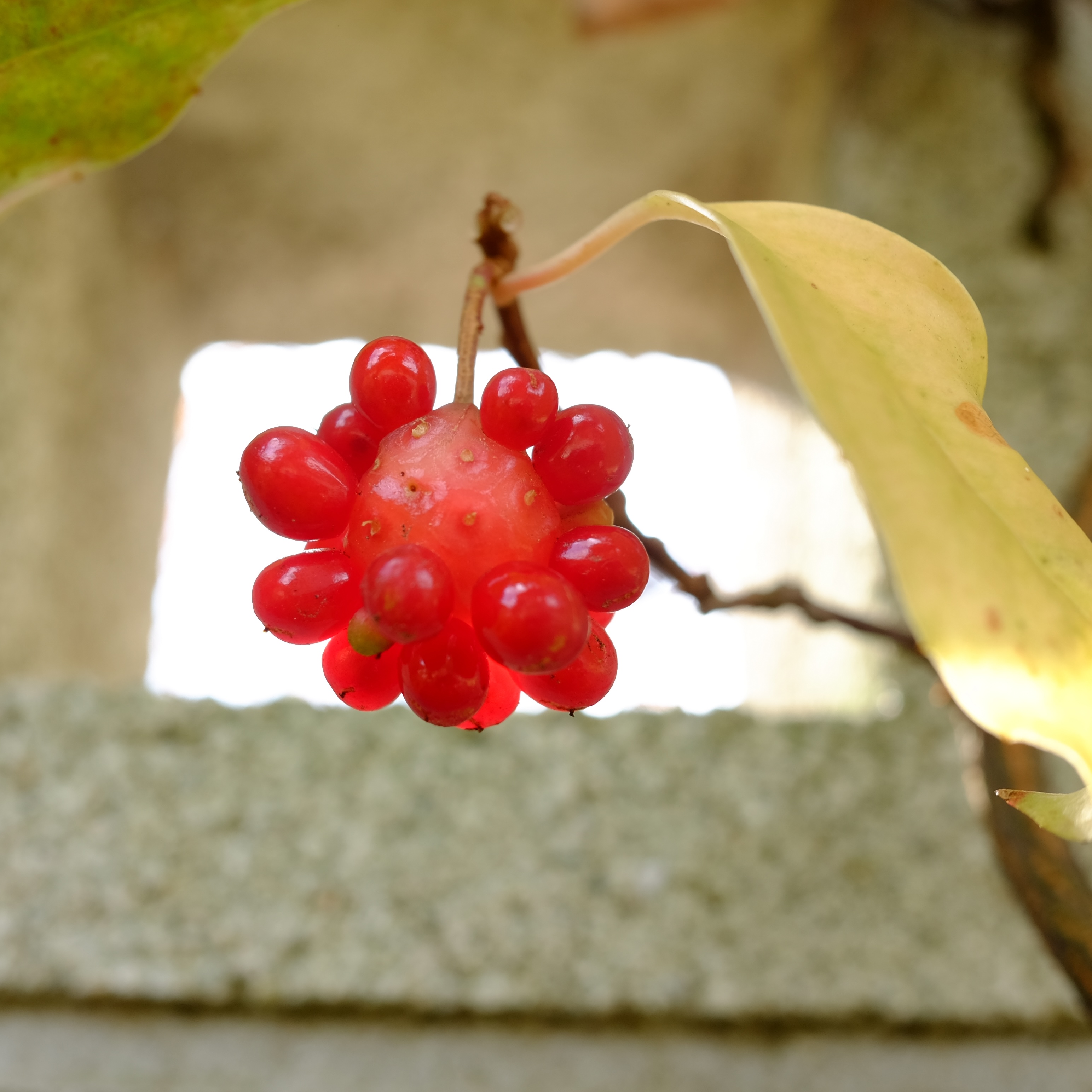 DSCF8475.jpg