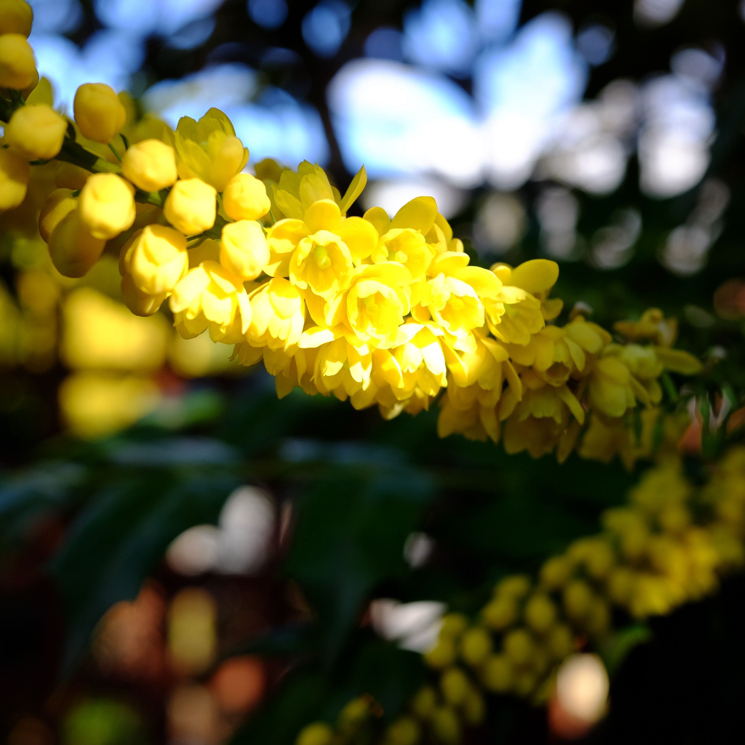 DSCF8597.jpg