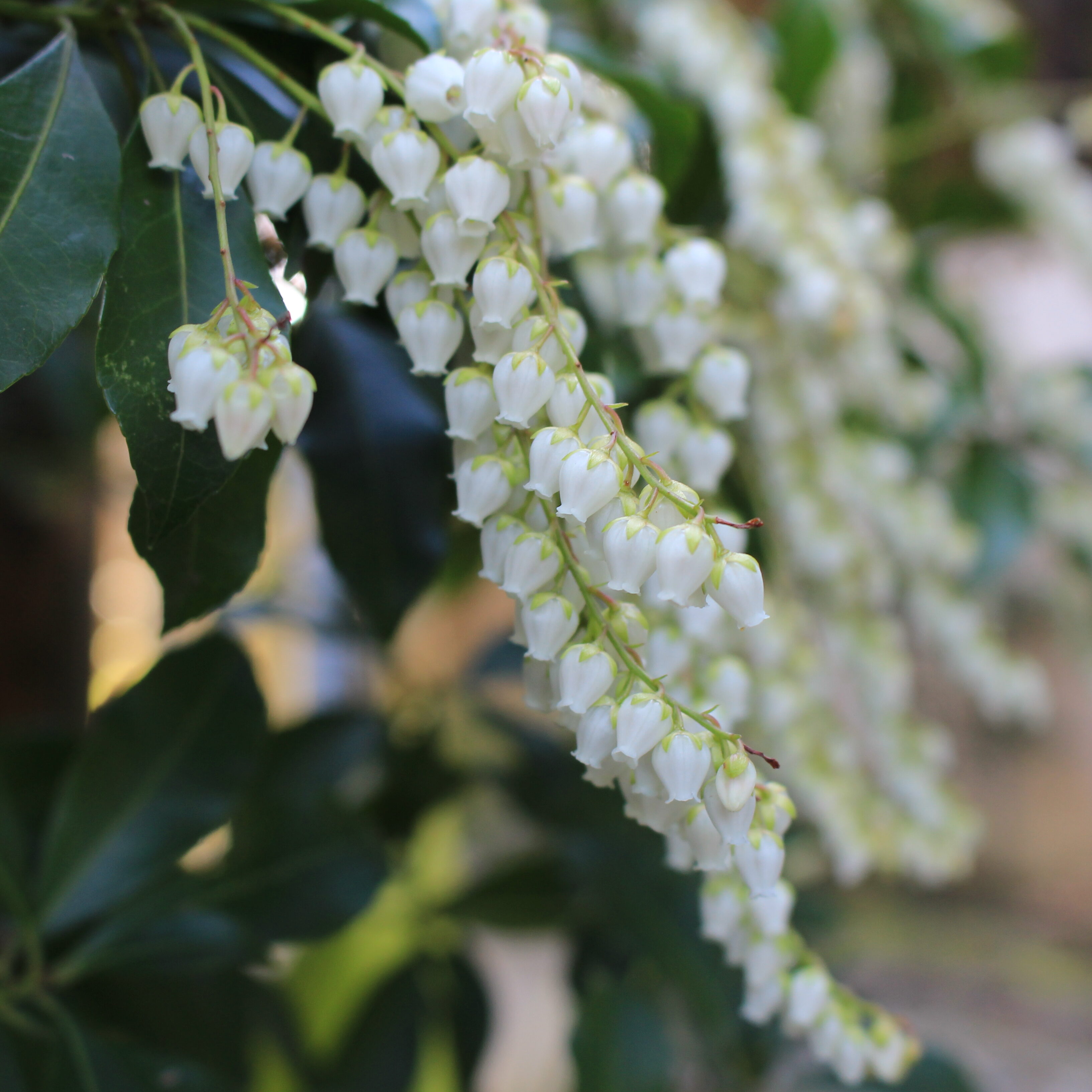 アセビ | 堺市都市緑化センター | 大阪府・堺市