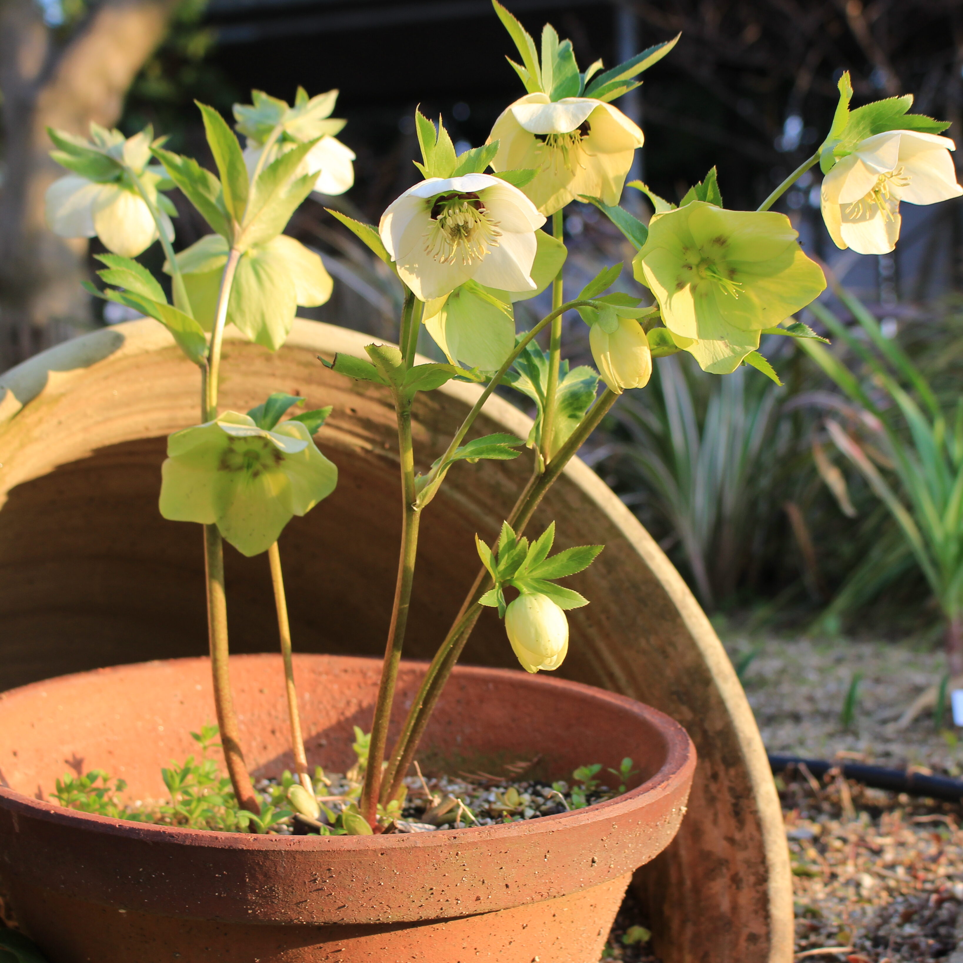 クリスマスローズ | 堺市都市緑化センター | 大阪府・堺市