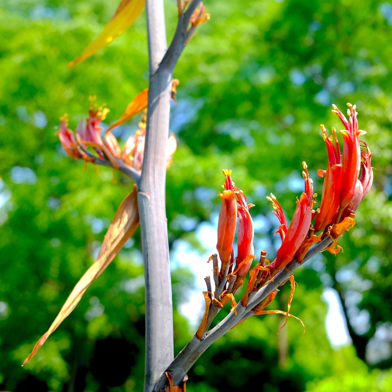 ニューサイラン | 堺市都市緑化センター | 大阪府・堺市
