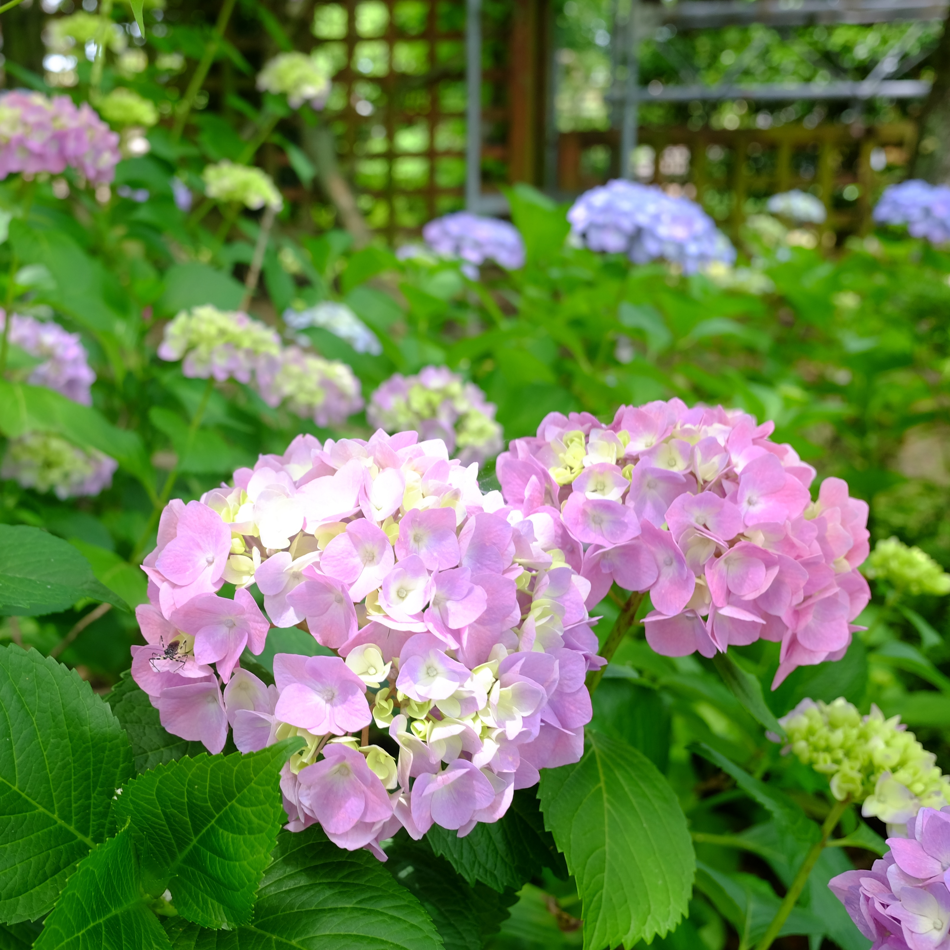 アジサイ | 堺市都市緑化センター | 大阪府・堺市