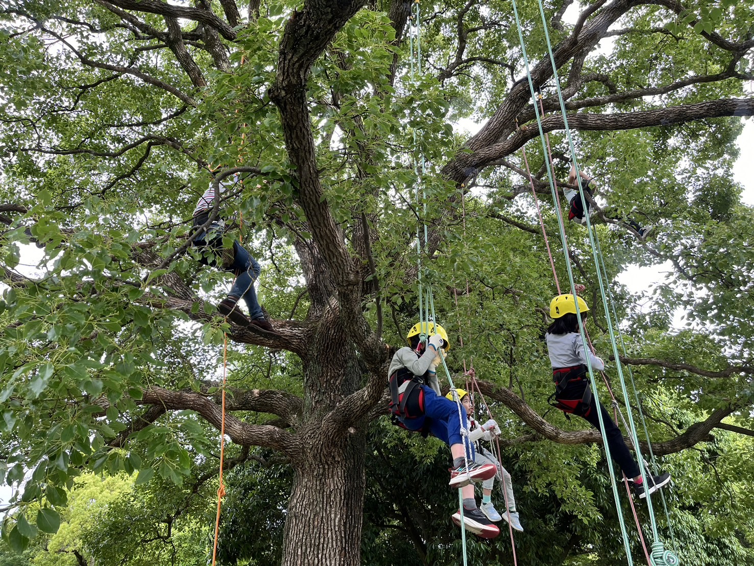 終了】ロープで木登り♪大仙公園の木でツリーイング体験 | 堺市都市