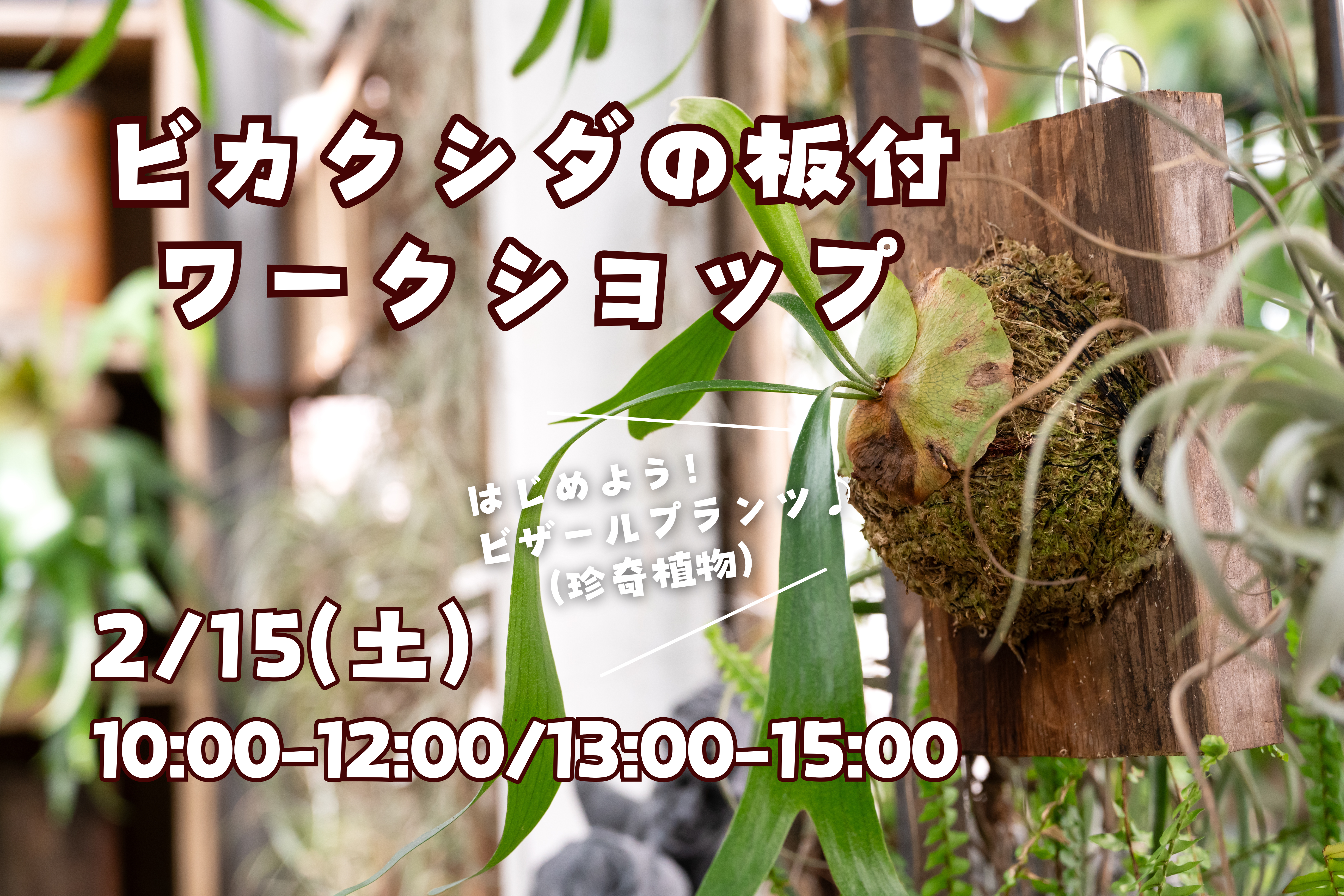 終了】ビカクシダ(コウモリラン)板付ワークショップ | 堺市都市緑化