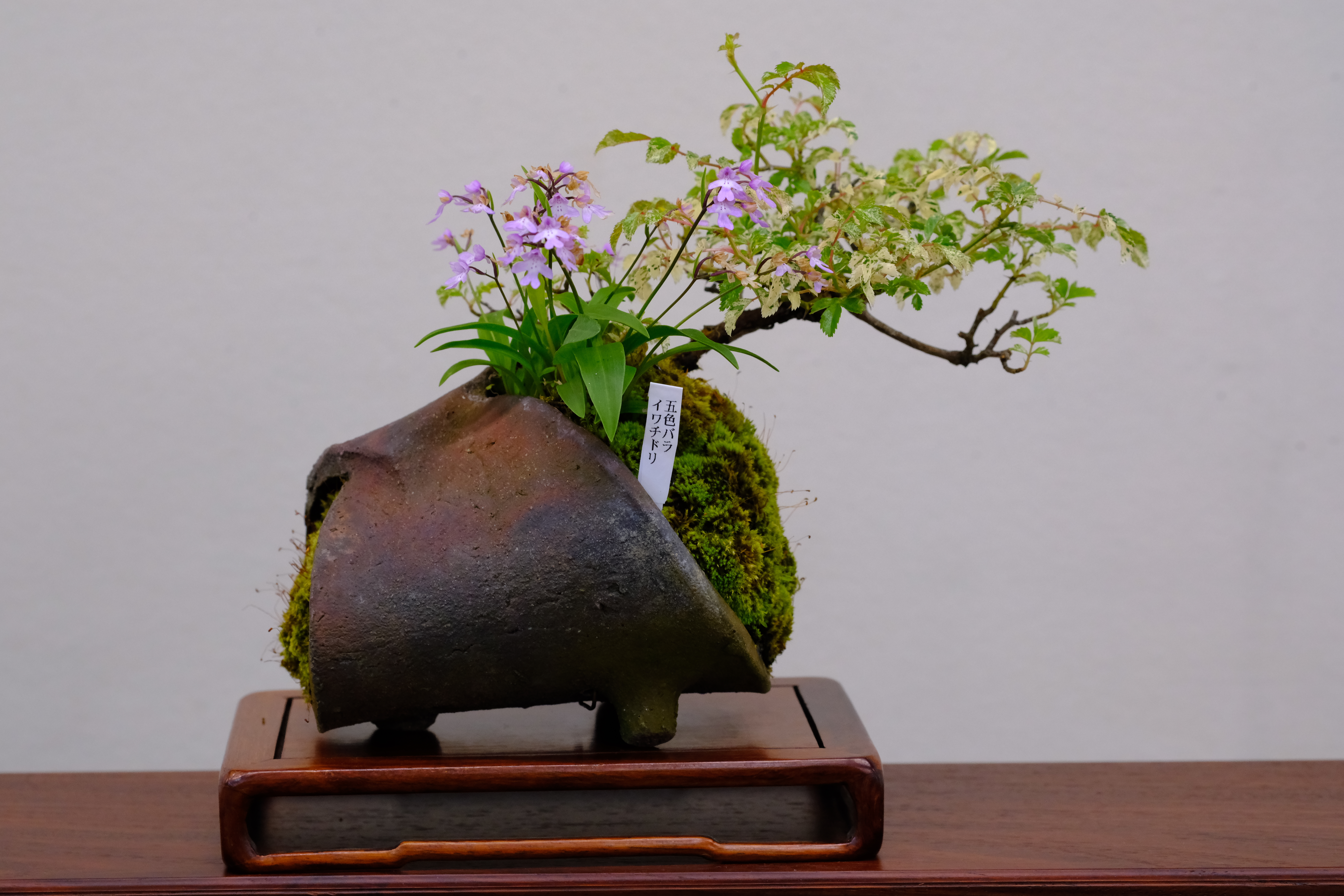 碧水　盆栽鉢　山野草 終了】春の山野草展 | 堺市都市緑化センター | 大阪府・堺市