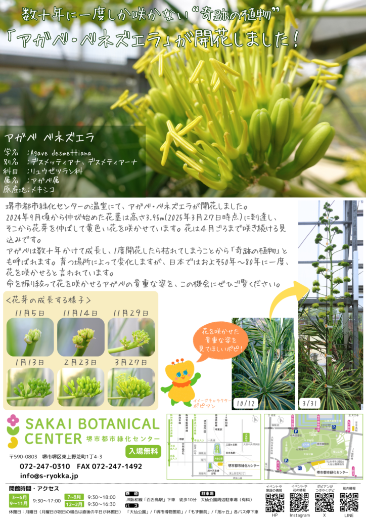 プレスリリース】数十年に一度しか咲かない”アガベ”の花が咲いています 