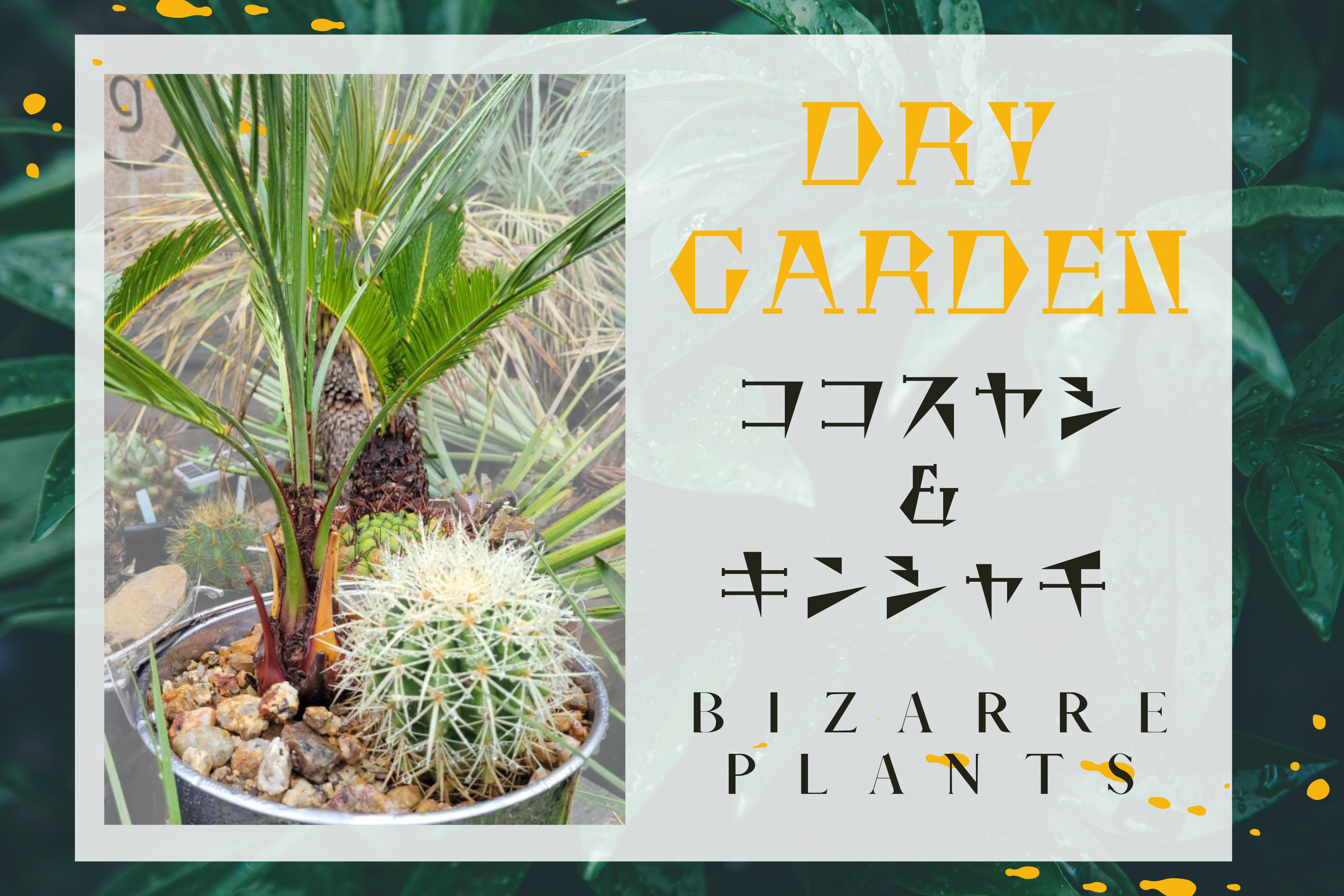 終了】ココスヤシとキンシャチのミニドライガーデンづくり | 堺市都市