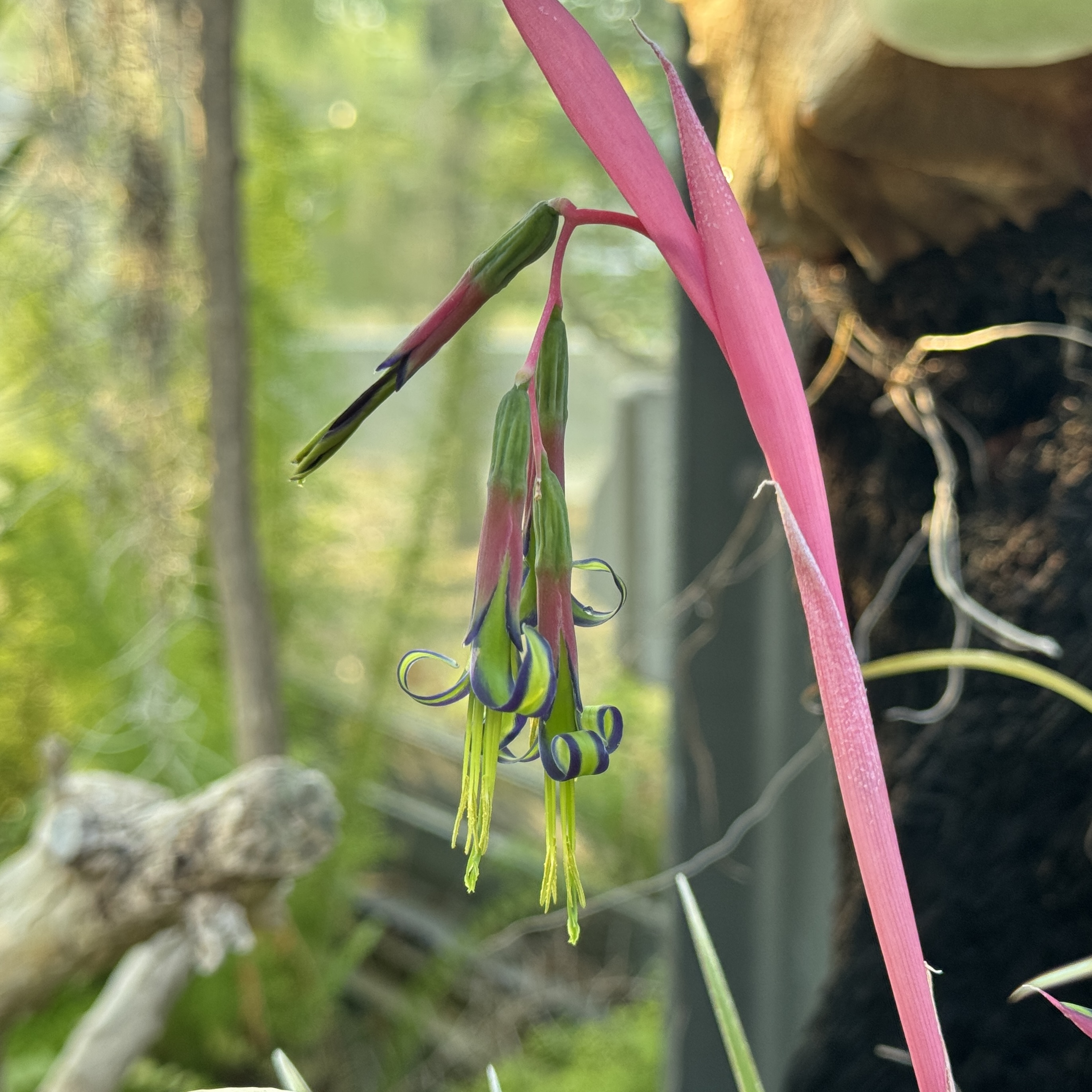 ヨウラクツツアナナス | 堺市都市緑化センター | 大阪府・堺市