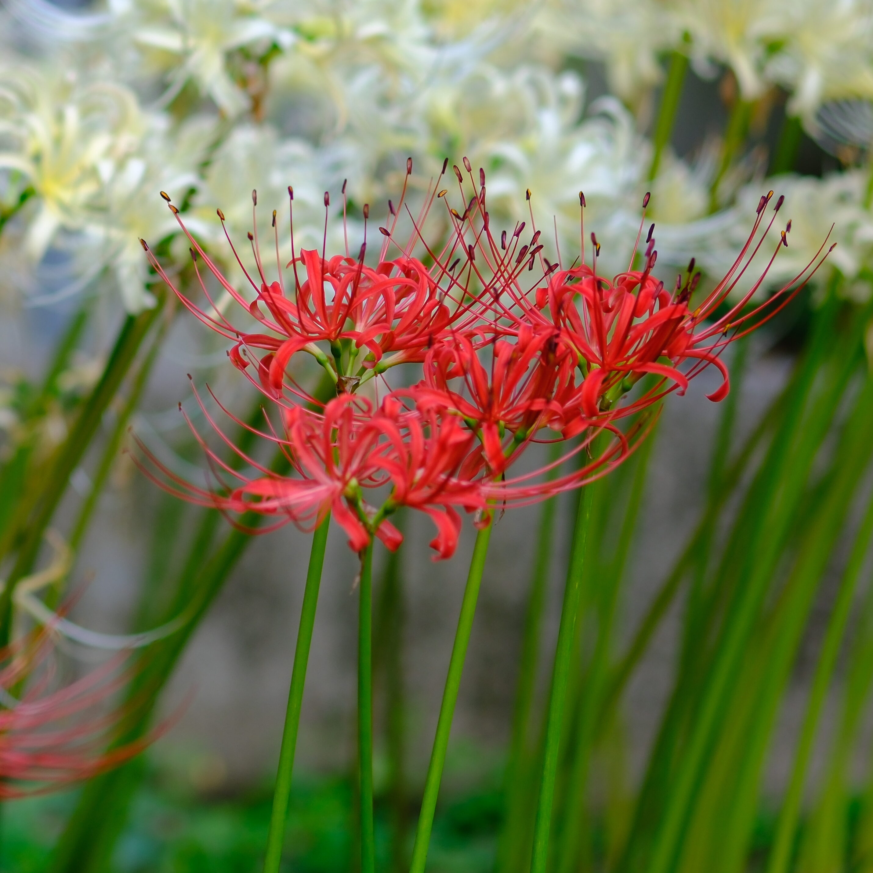 ヒガンバナ | 堺市都市緑化センター | 大阪府・堺市