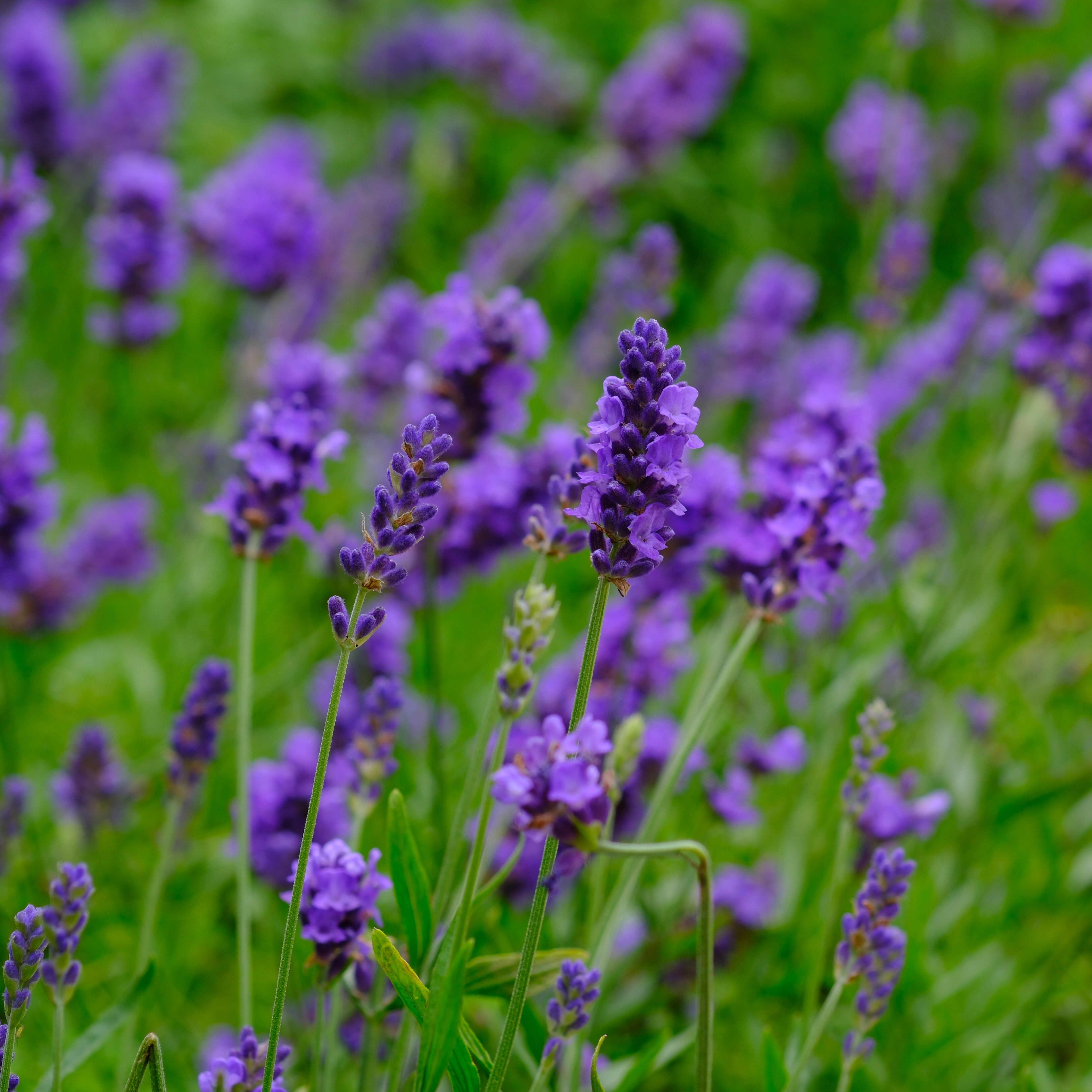 ラベンダー | 堺市都市緑化センター | 大阪府・堺市