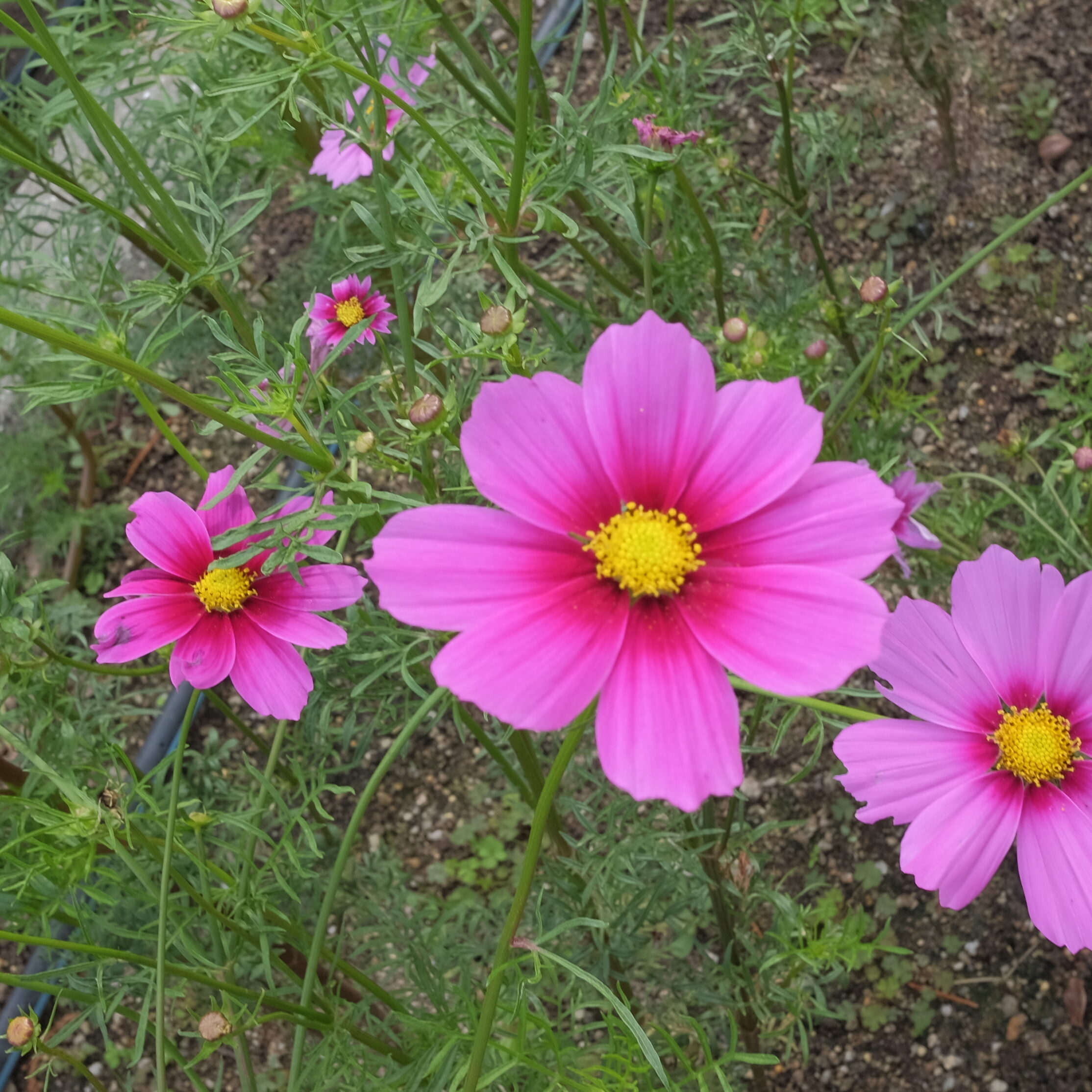 コスモス | 堺市都市緑化センター | 大阪府・堺市