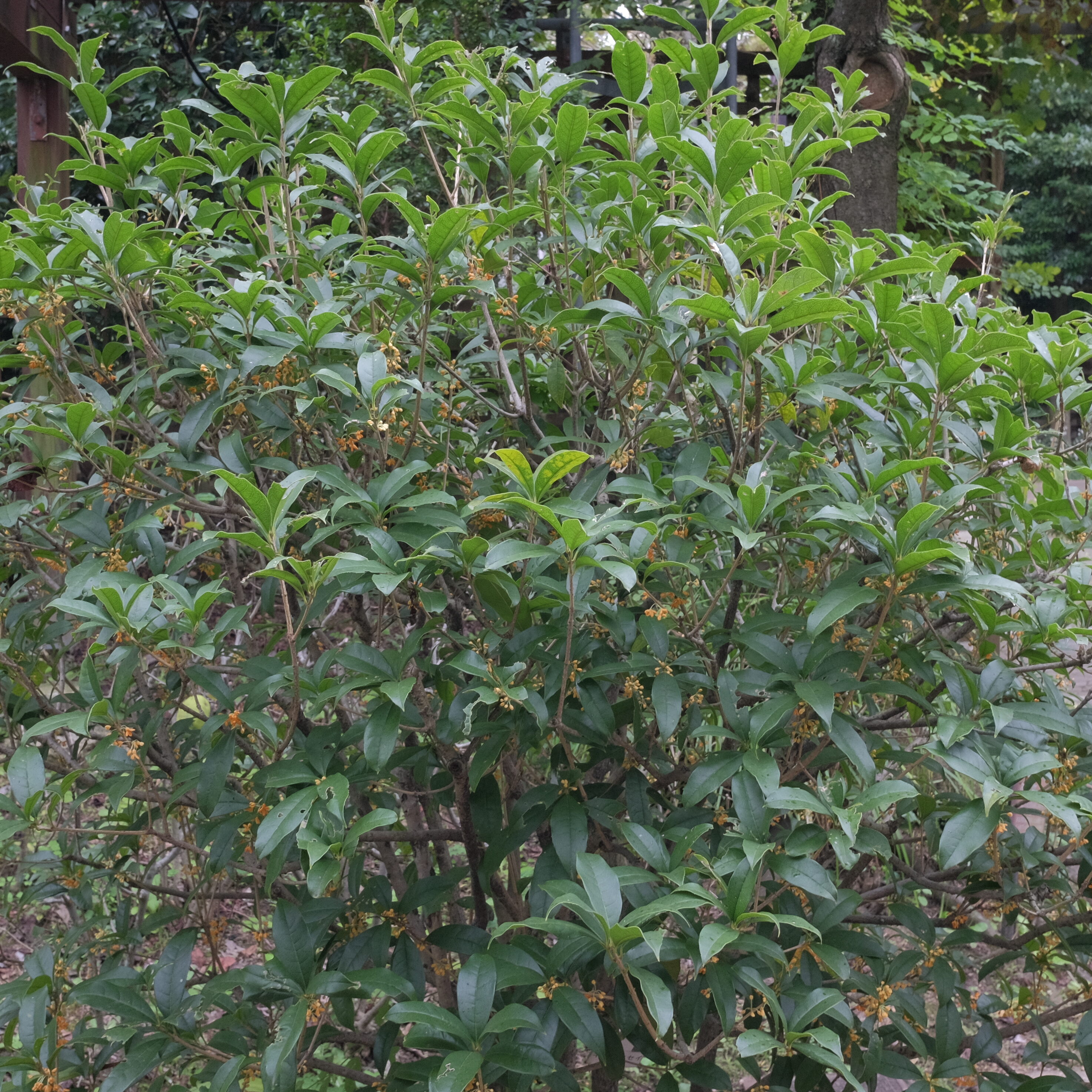 キンモクセイ | 堺市都市緑化センター | 大阪府・堺市