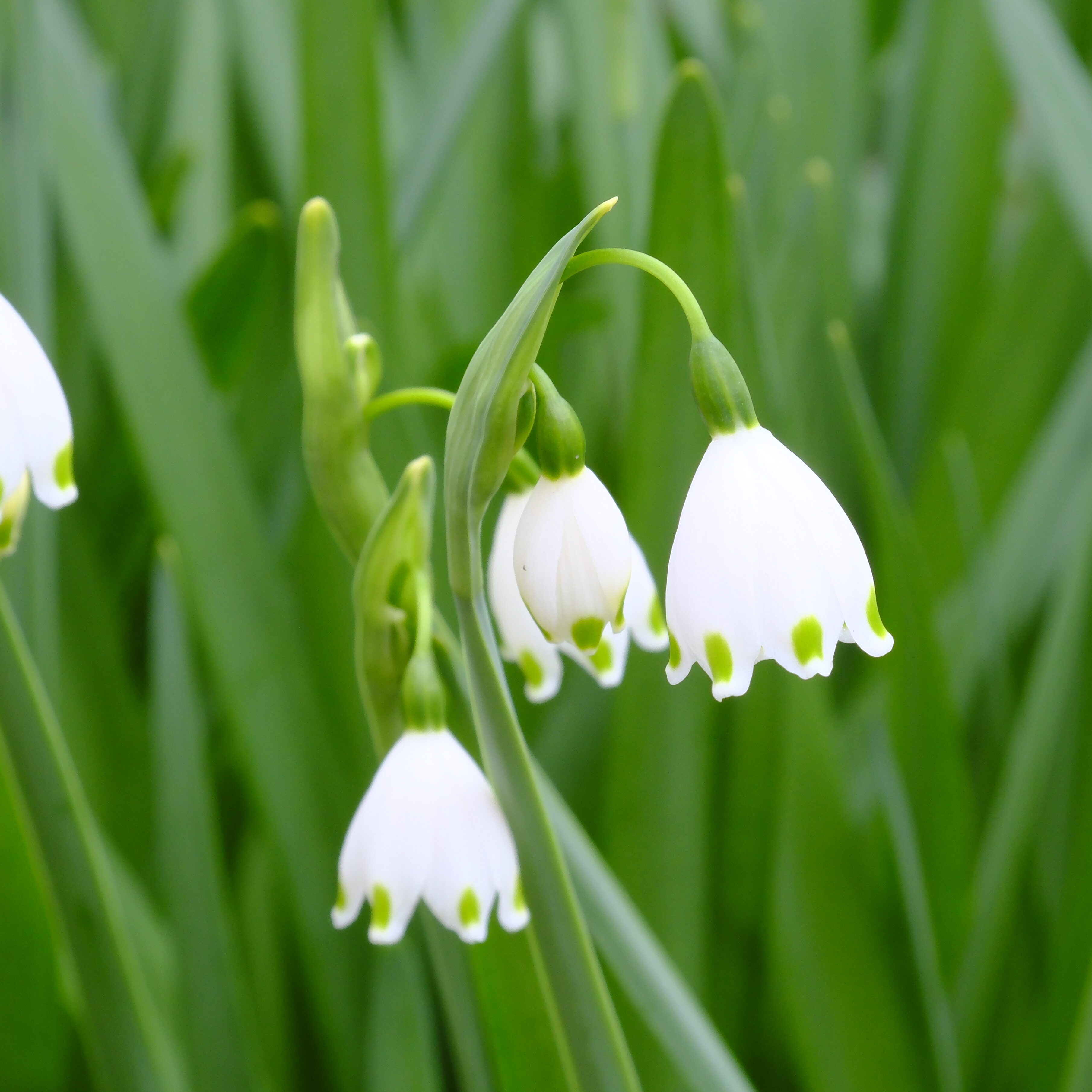 オストハイマー　花の子　緑　スノードロップ Ostheimer Snowdrop Flower Child | Magic Forest Shop