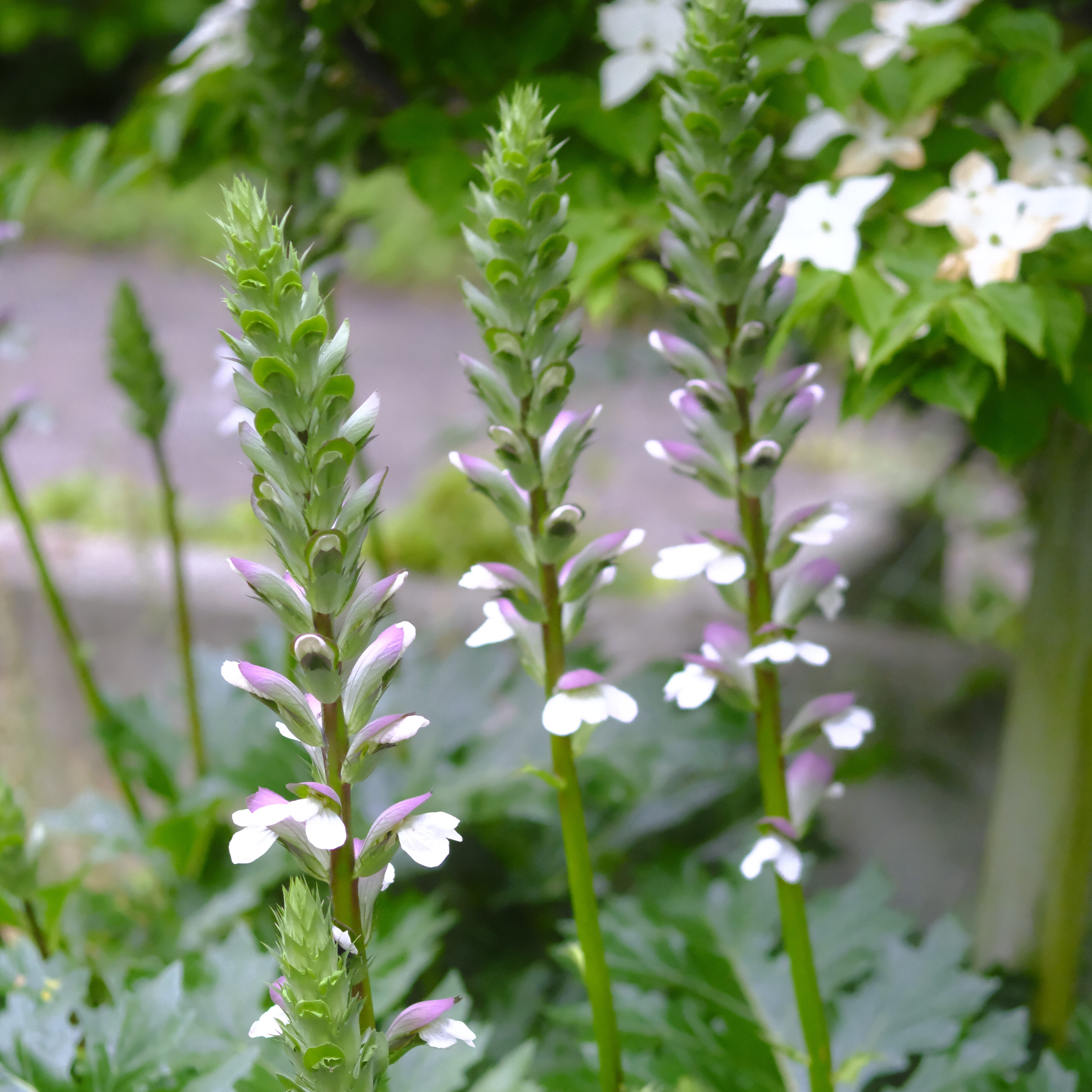 アカンサス | 堺市都市緑化センター | 大阪府・堺市