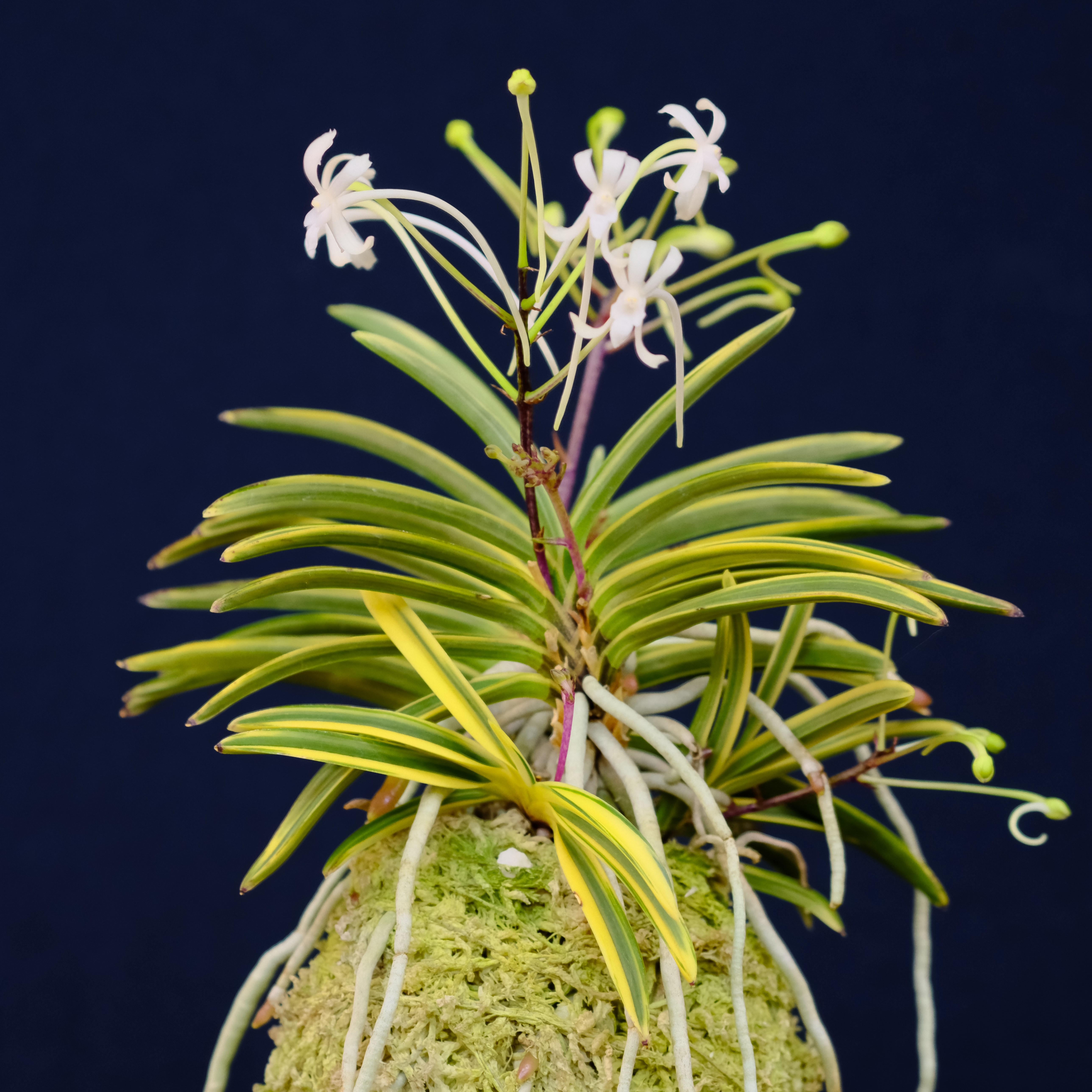 終了】野生・富貴蘭展 | 堺市都市緑化センター | 大阪府・堺市