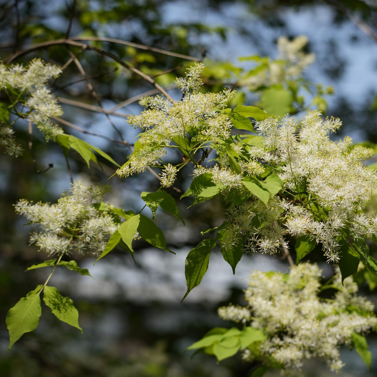 シマトネリコ | 堺市都市緑化センター | 大阪府・堺市