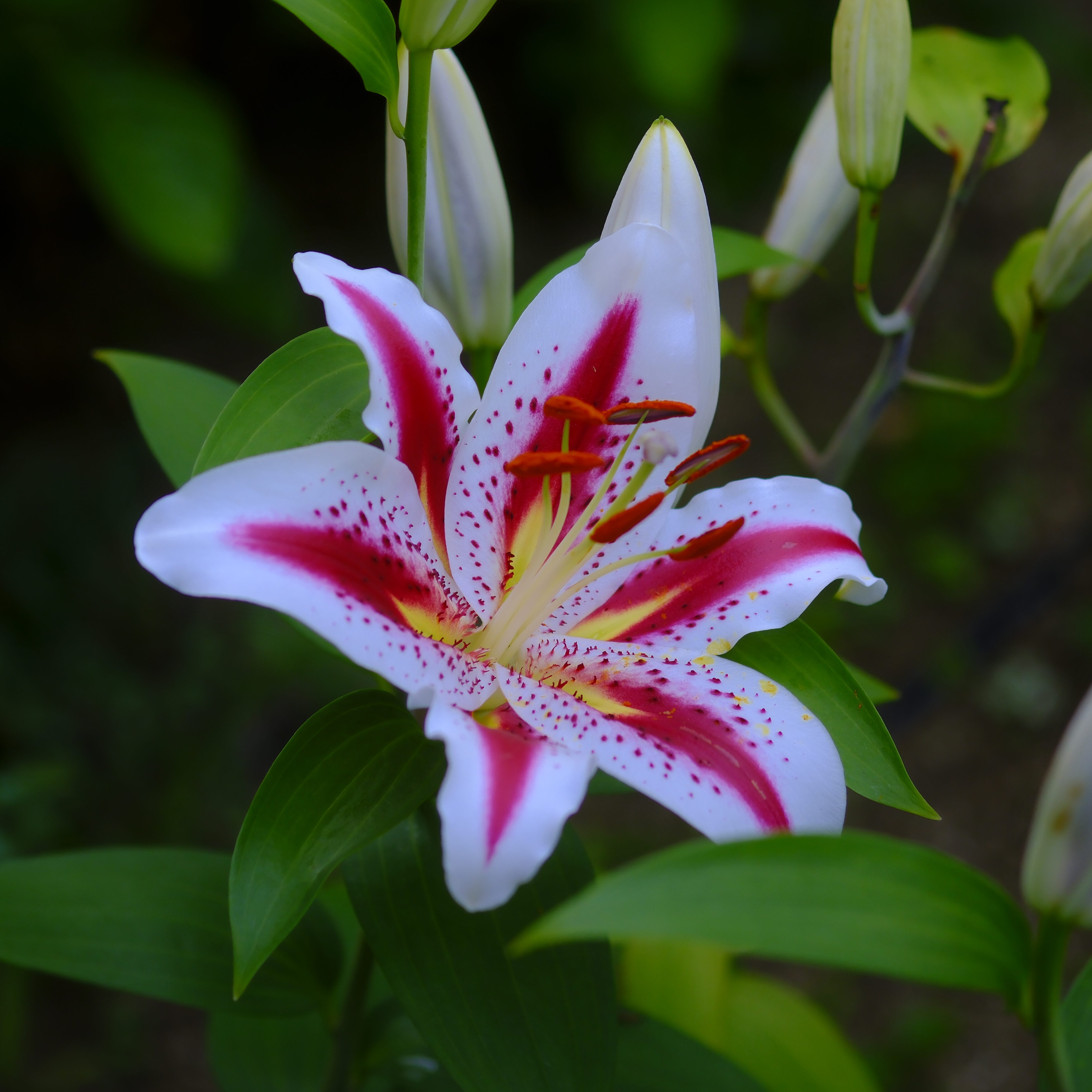 オリエンタルリリー　アソート⑦ DSF0271-e1751873983376.jpg