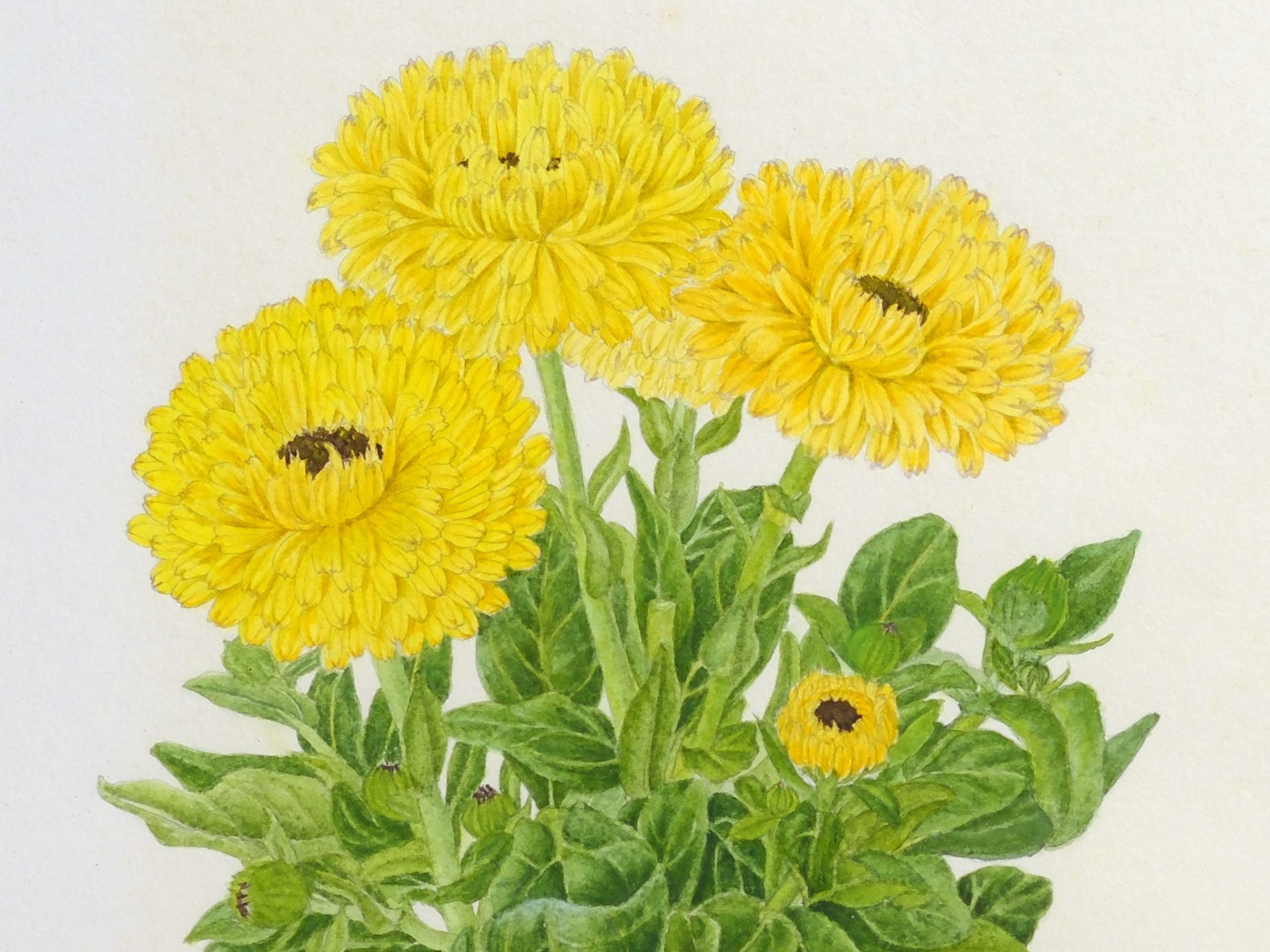 終了】梅原伸子教室 ボタニカルアート作品展 | 堺市都市緑化センター