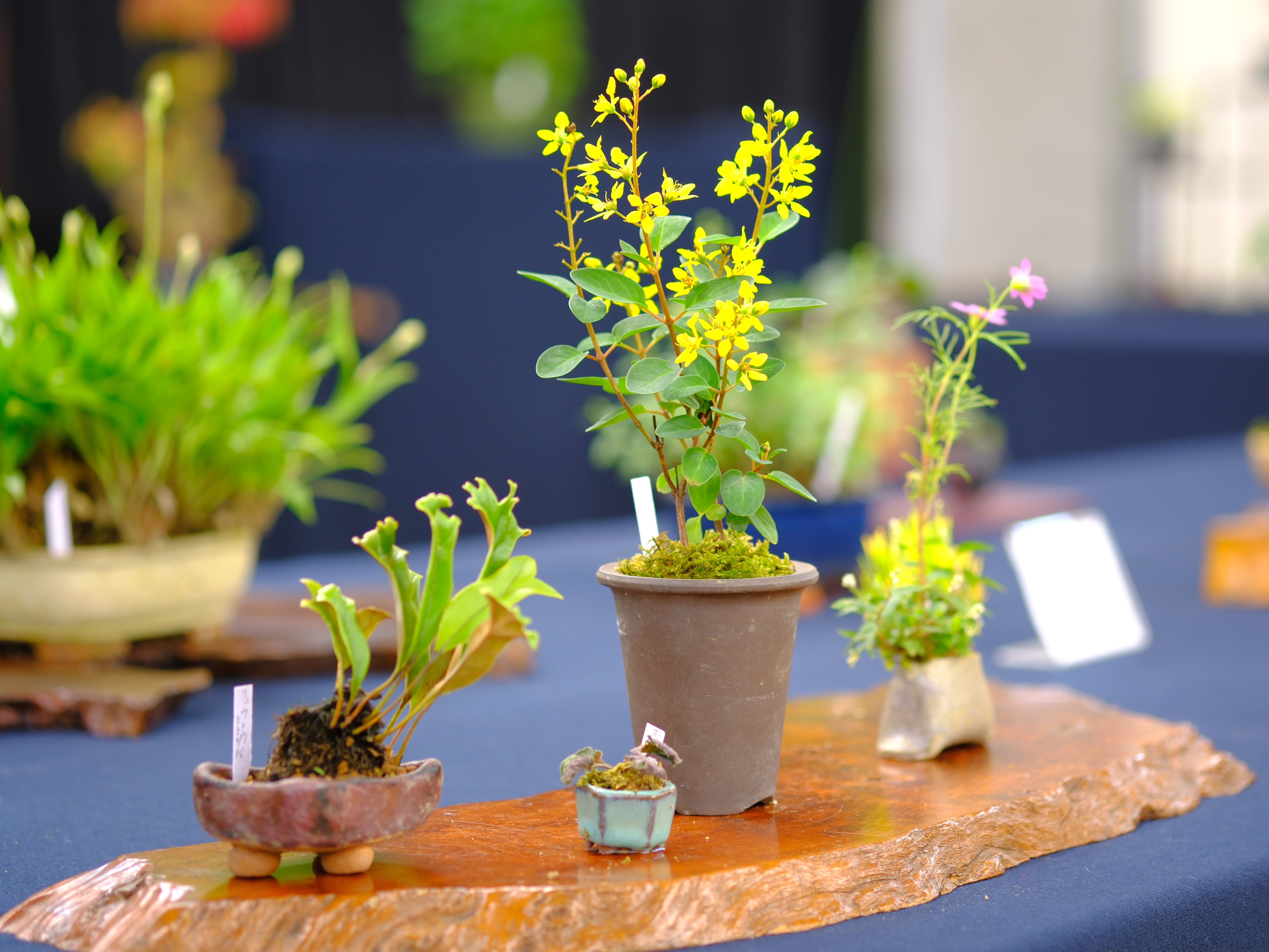 山野草　夕張草　15ｃｍポット大株11個セット 楽天市場】☆超特価☆選べる下草セットDX プレミアム20ポットセット