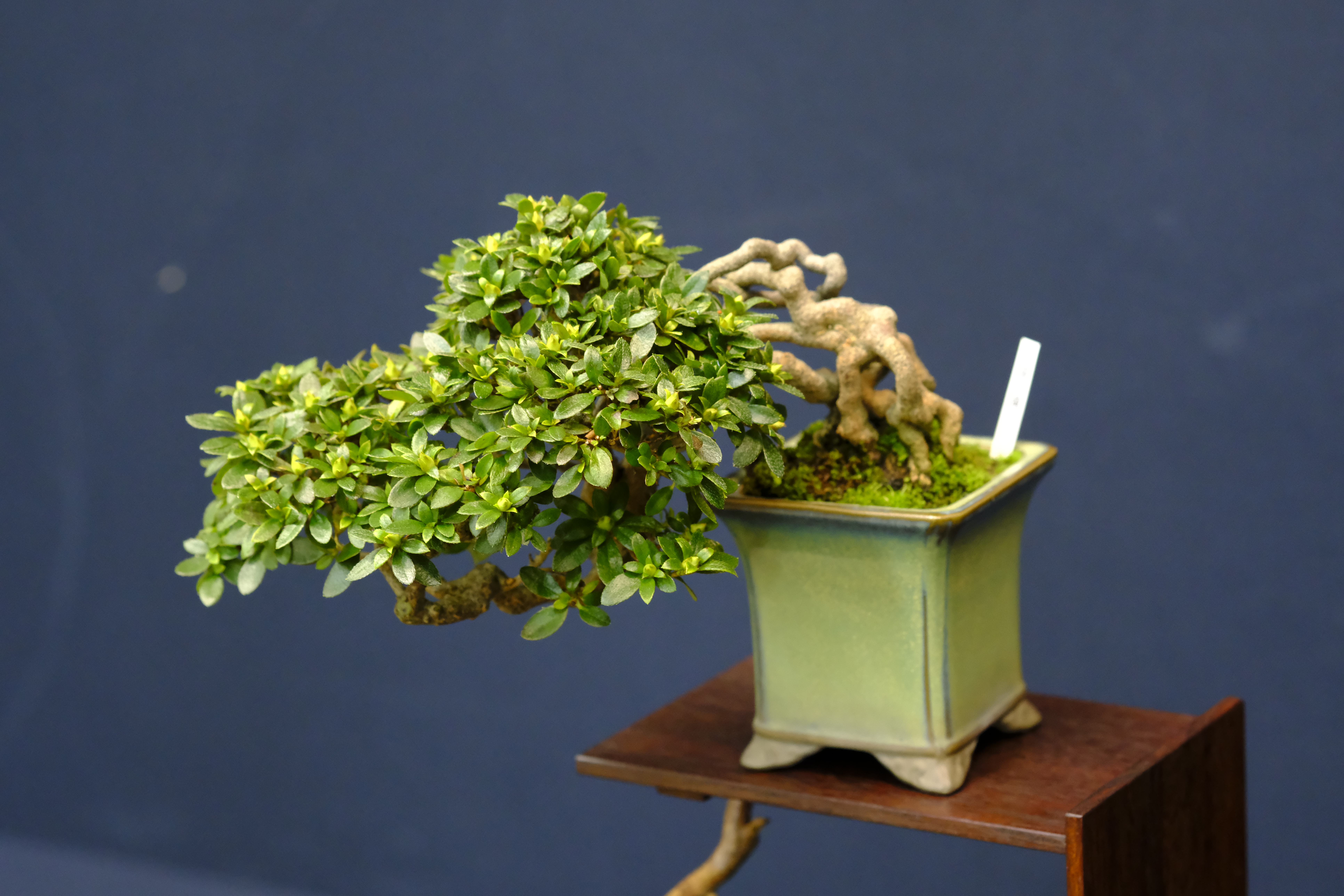 第21回秋季皐月盆栽展示会 | 堺市都市緑化センター | 大阪府・堺市