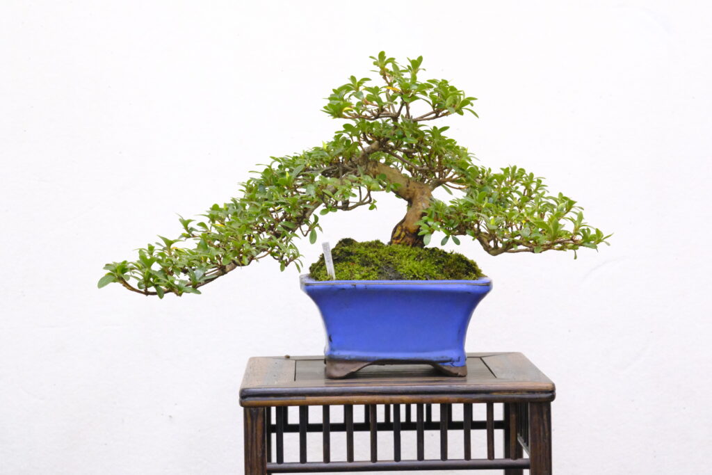 盆栽 皐月(雄貴の春) 樹高24cm 盆栽 皐月 桜姫 樹高 約24cm さつき 