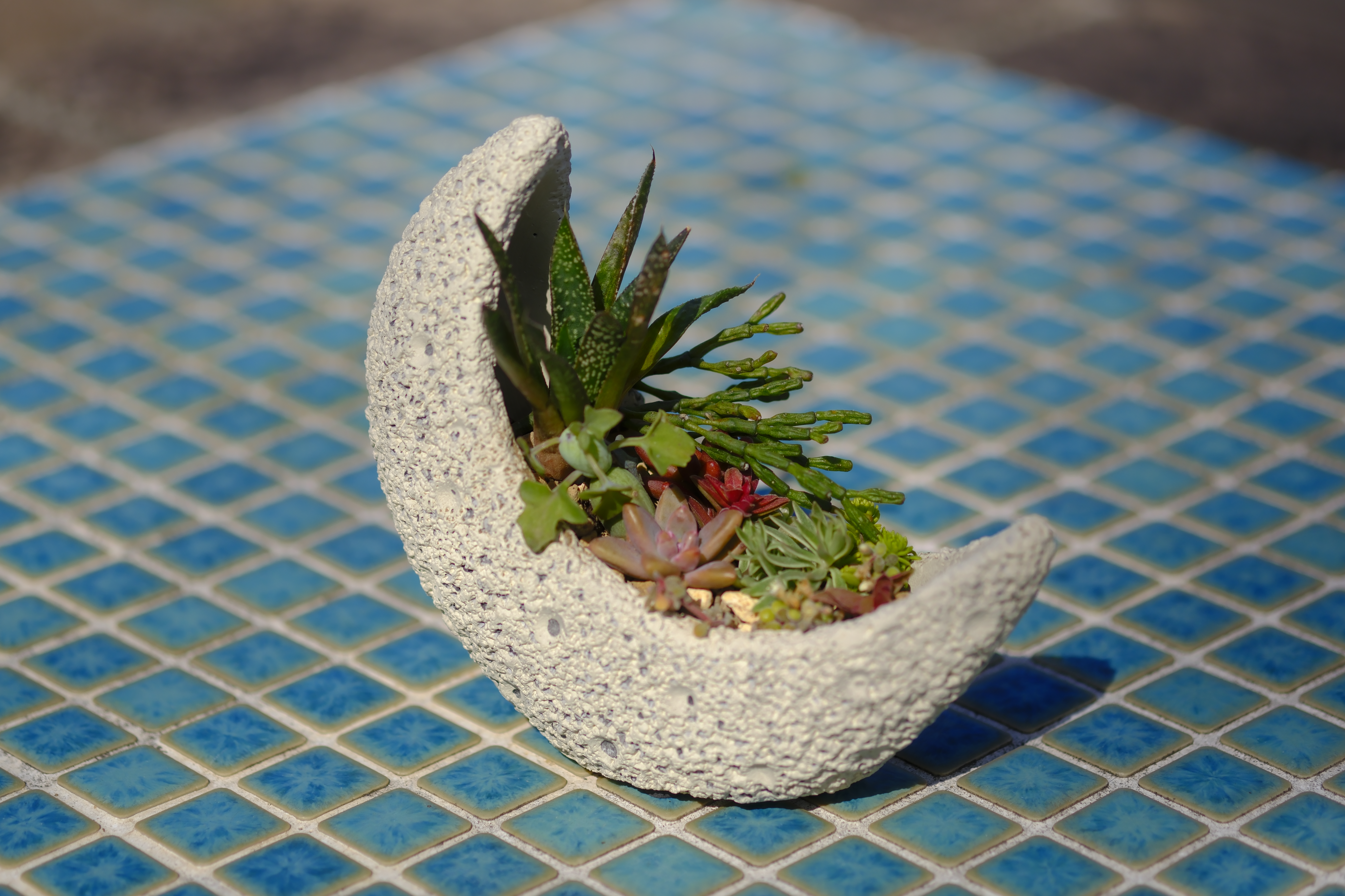 終了】三日月の鉢に多肉植物でデコレーション | 堺市都市緑化センター
