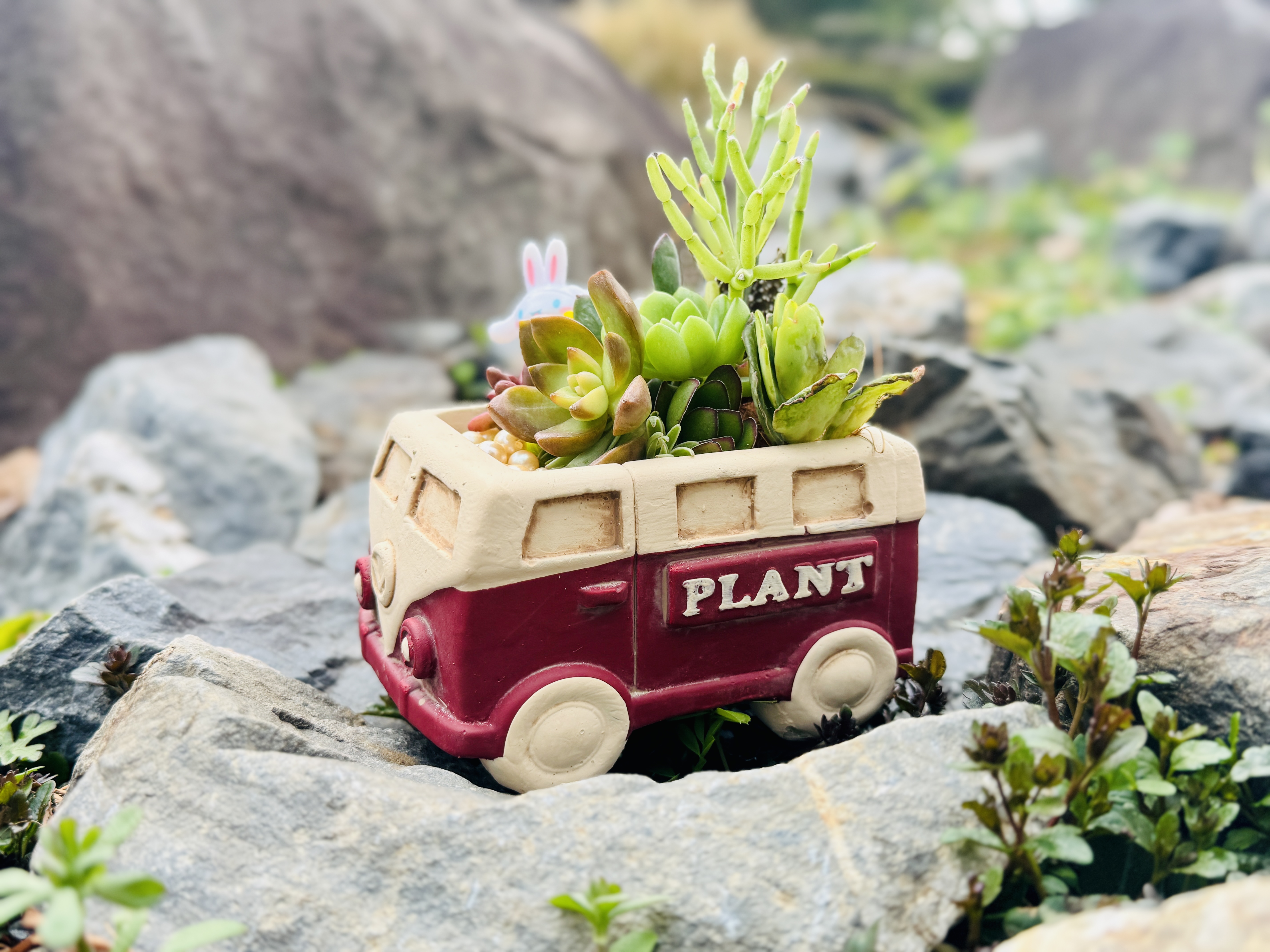 終了】ワゴンカーの器に多肉植物の寄せ植え | 堺市都市緑化センター