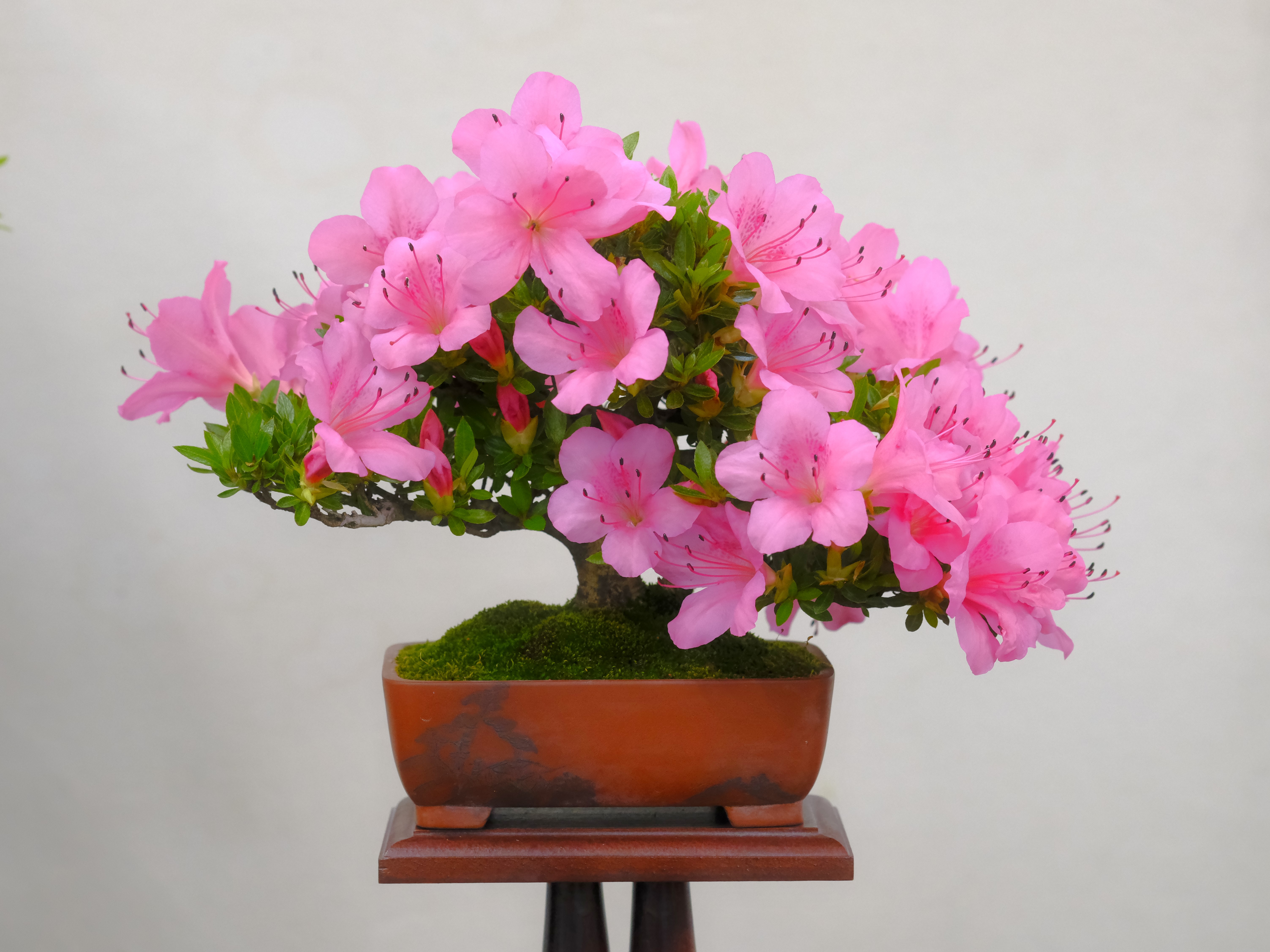 終了】第61回堺皐月会花季展示会 | 堺市都市緑化センター | 大阪府・堺市
