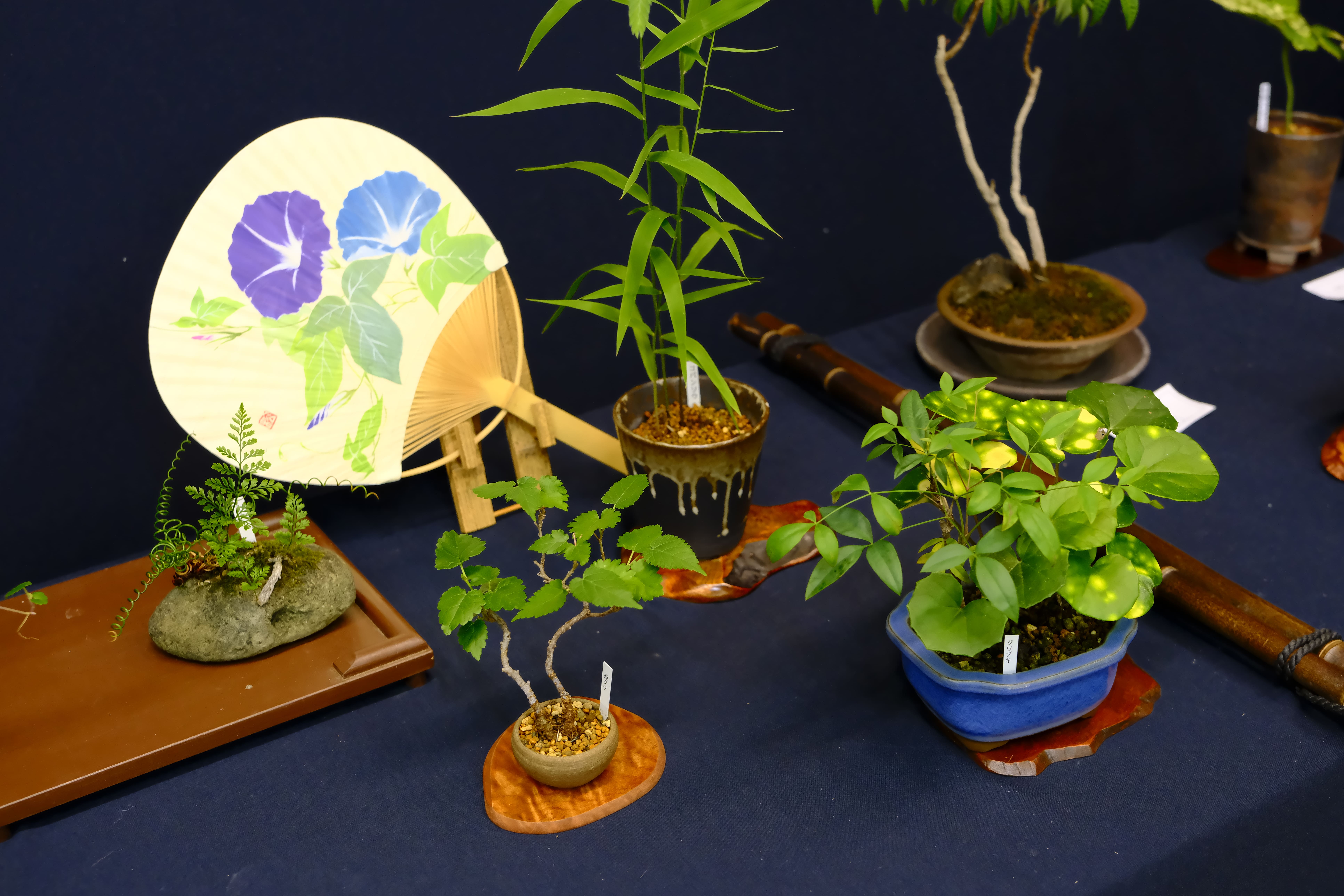 夏草納涼盆栽展 | 堺市都市緑化センター | 大阪府・堺市